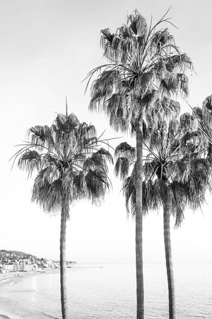 Laguna Palms