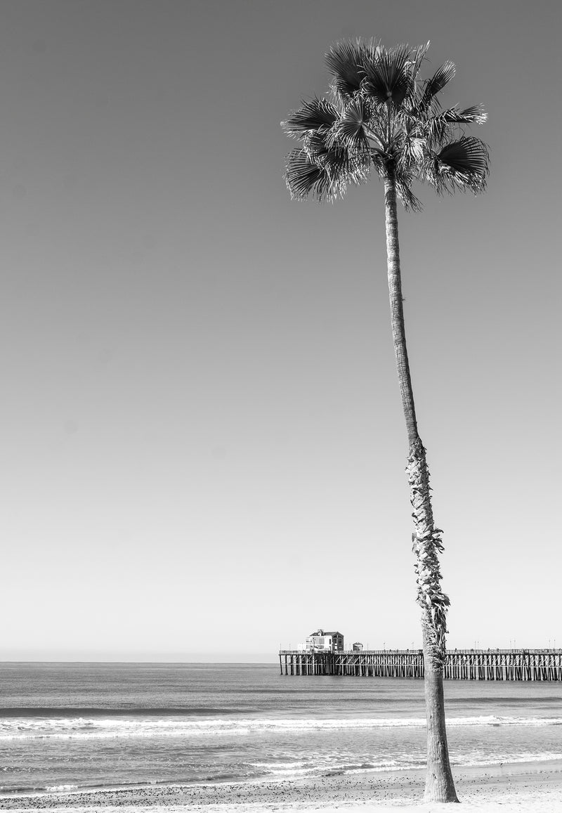 Palm and Pier II