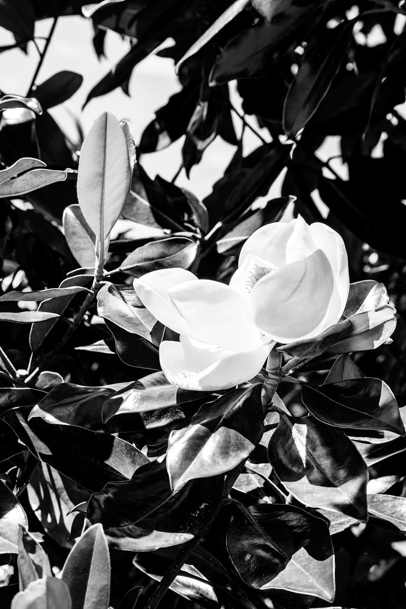 Magnolia