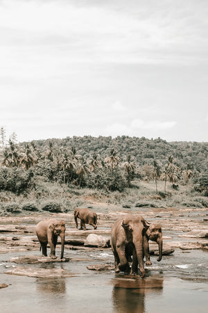 Elephants Crossing