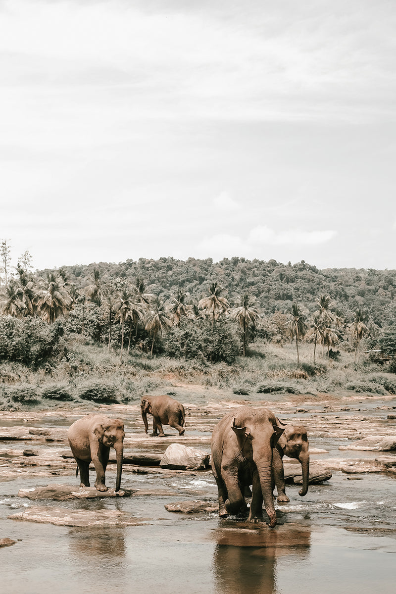 Elephants Crossing