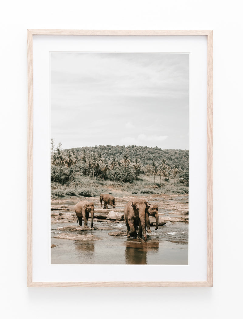 Elephants Crossing