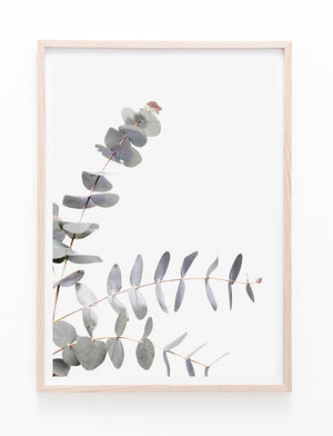 Eucalyptus Leaves