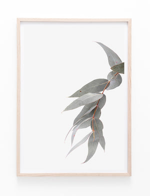 Eucalyptus Gum Leaves II