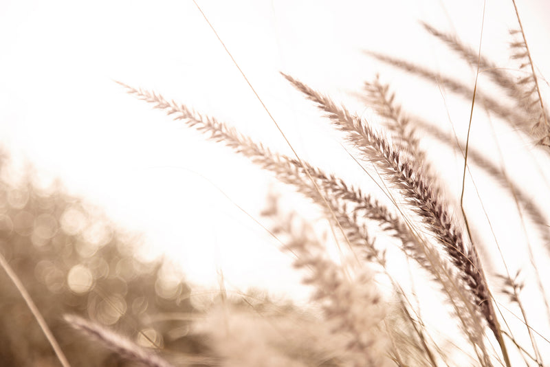 Golden Wheat Grass