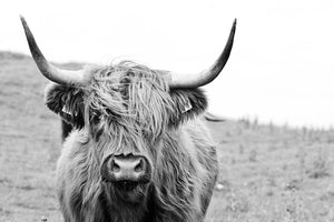 Highland Cow II