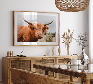 Highland Cow