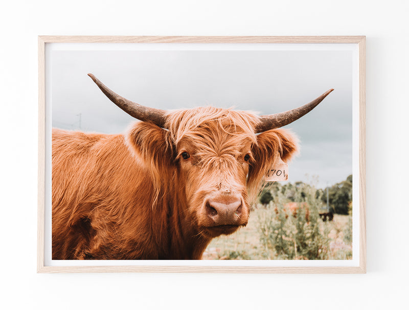 Highland Cow