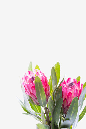 Pink Proteas II