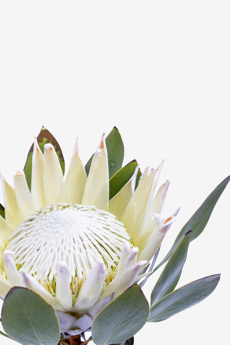 White King Protea