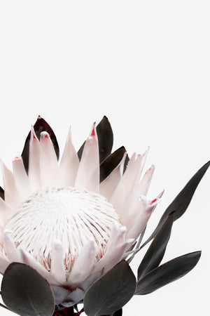 King Protea II