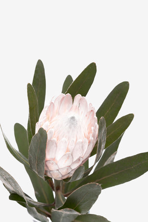 Pale Pink Protea II