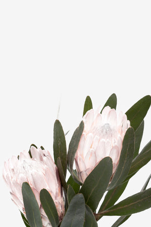 Pale Pink Proteas