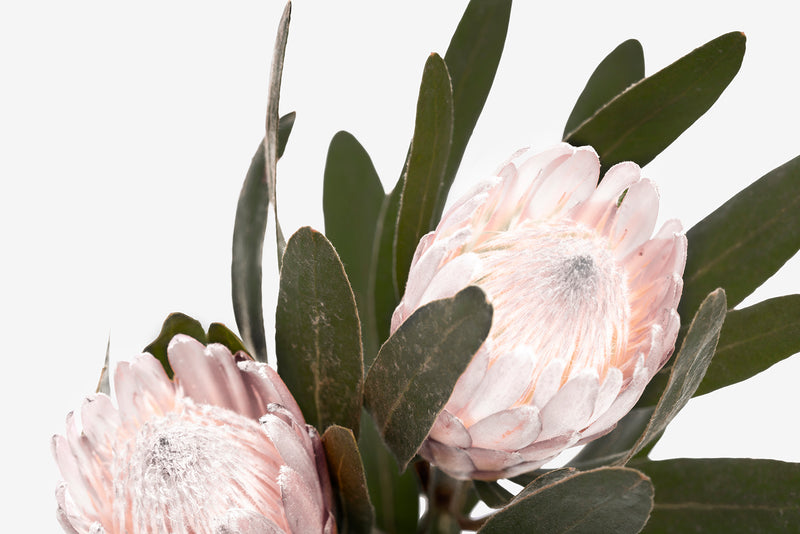 Pale Pink Proteas III