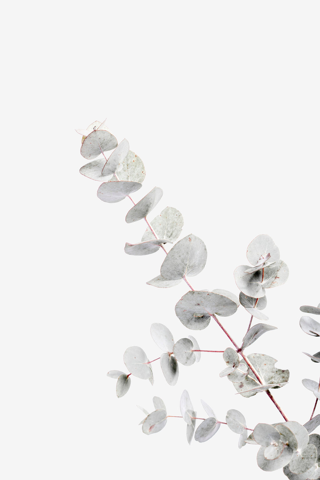 Eucalyptus Leaves II