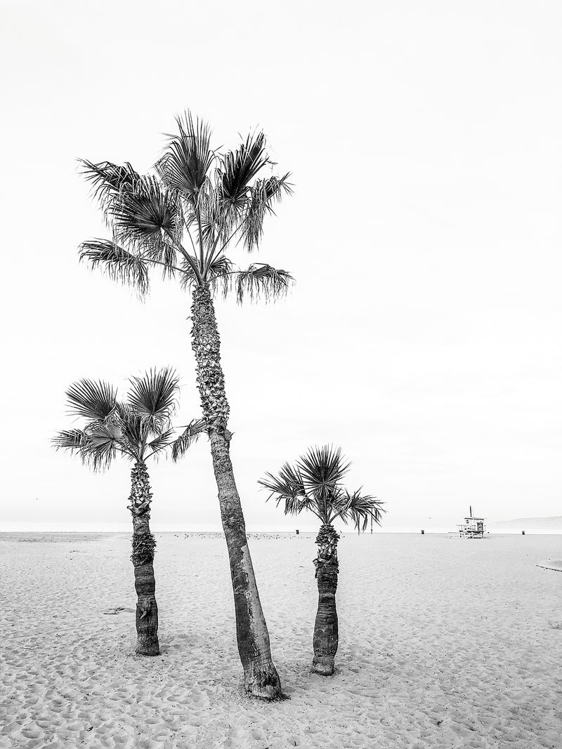 Venice Beach Palm Trees