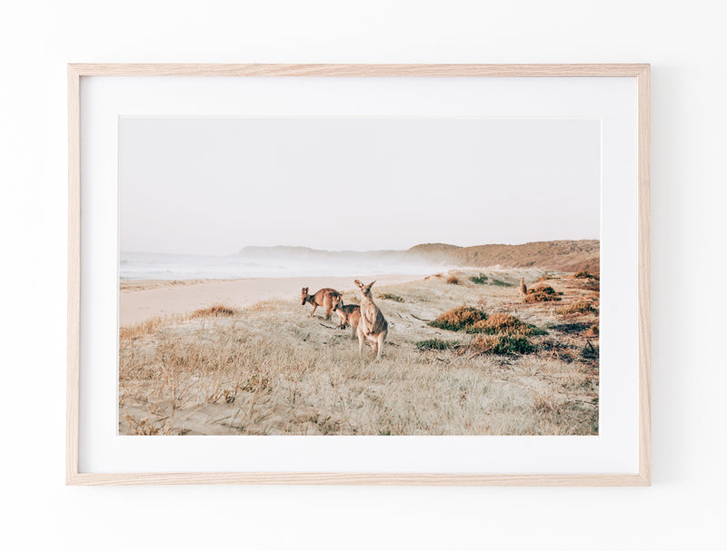 Kangaroos On Dunes