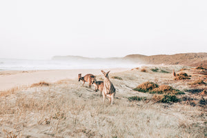 Kangaroos On Dunes