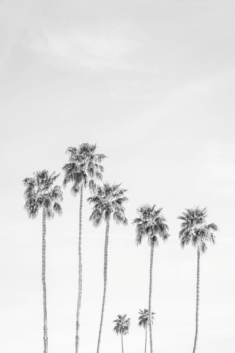 LA Palms II