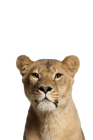 Lioness II