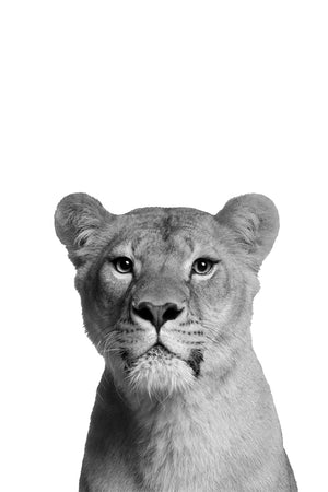 Lioness