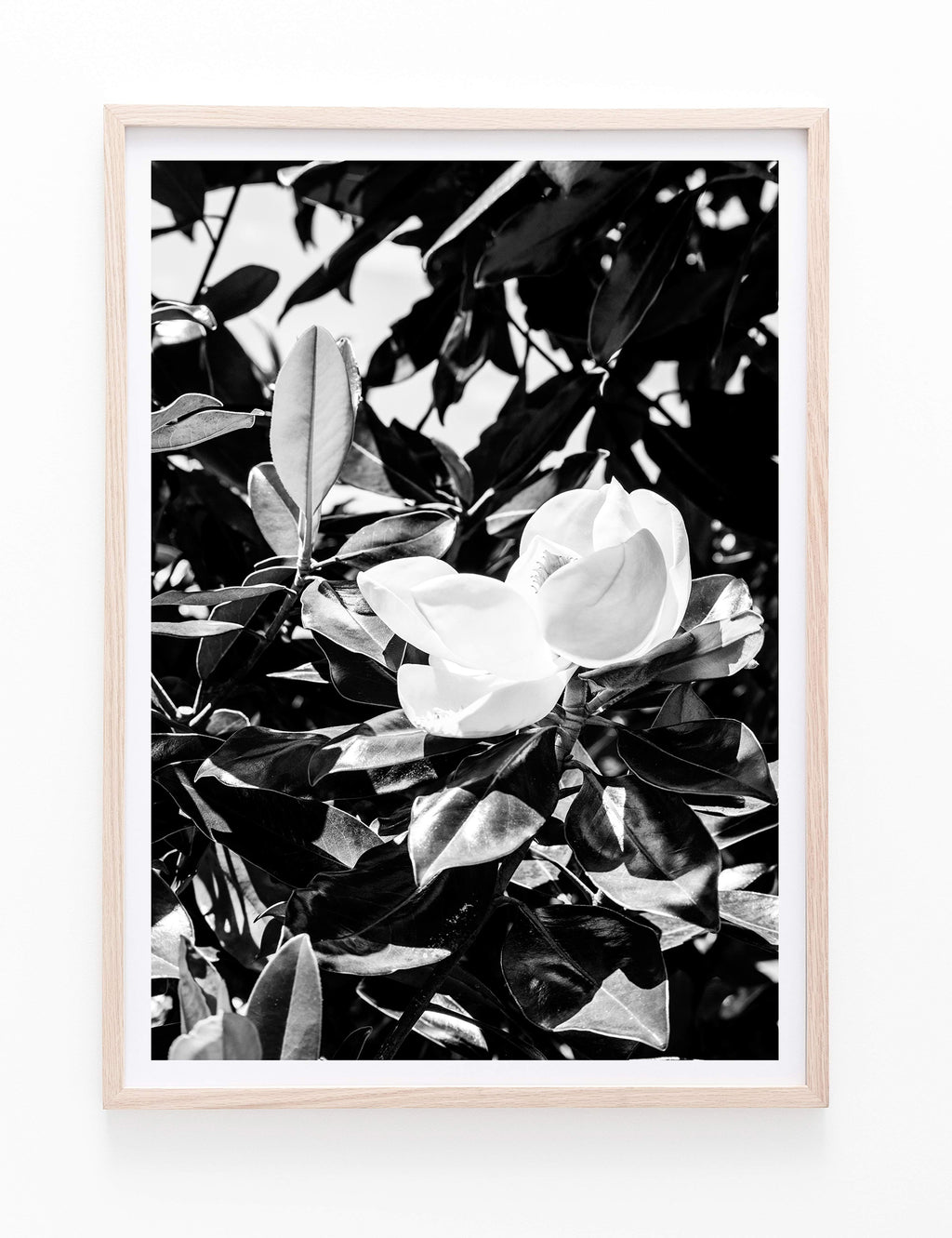 Magnolia