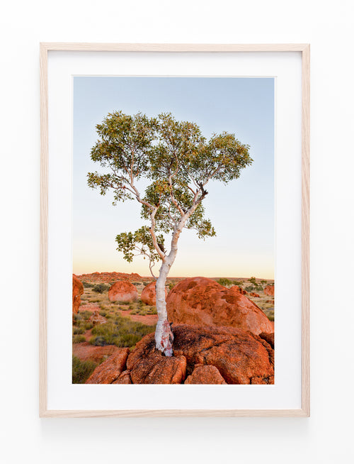 Outback Tree