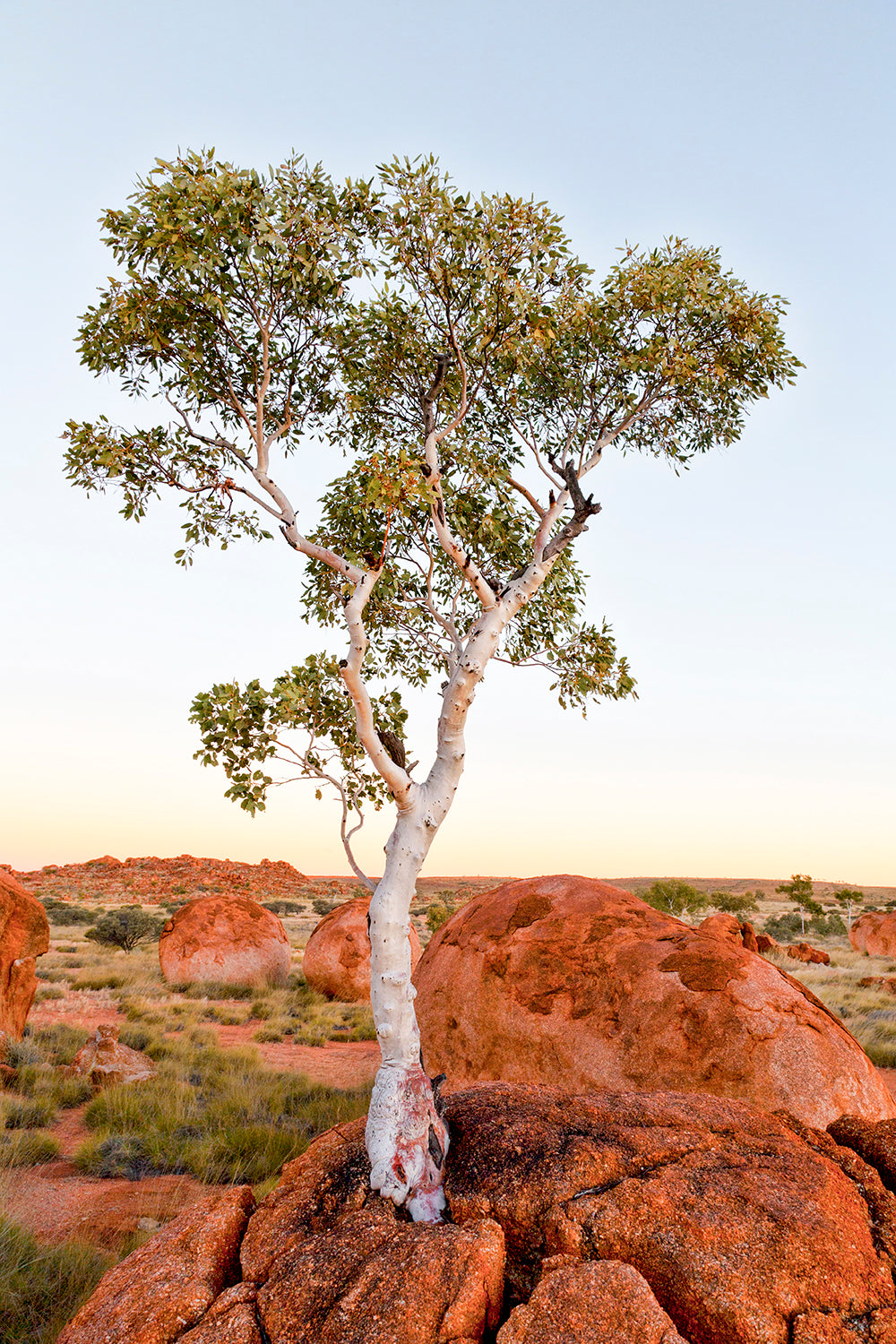 Large Tree Outback Outback Tree – KUKI PRINTS