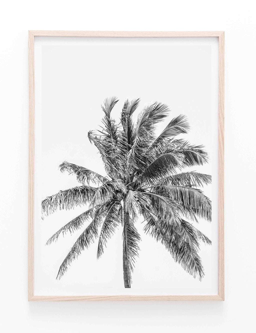 Palm