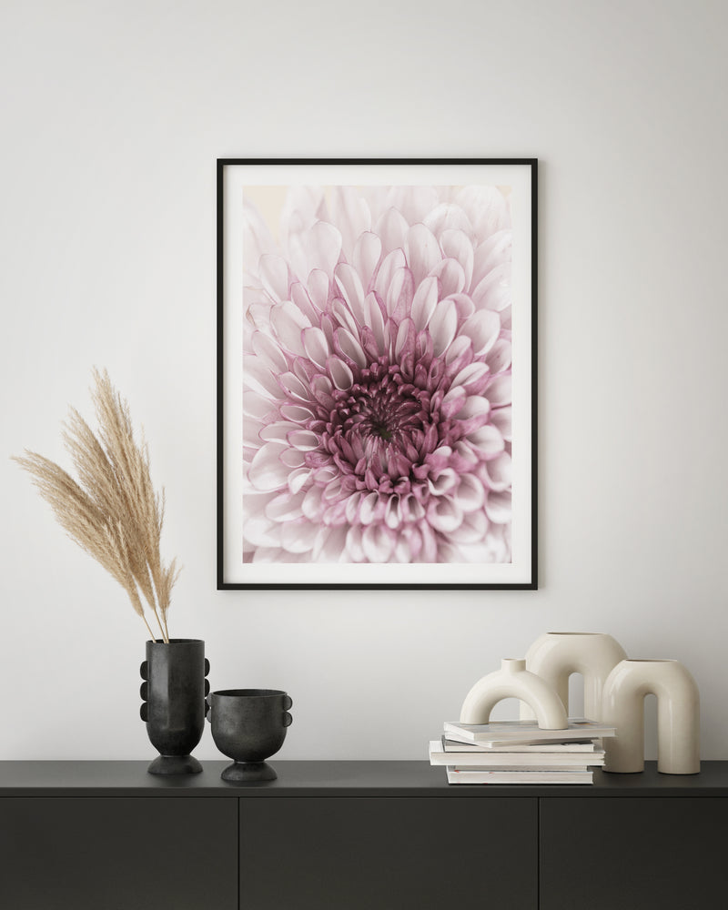 Pink Chrysanthemum