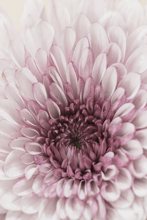 Pink Chrysanthemum