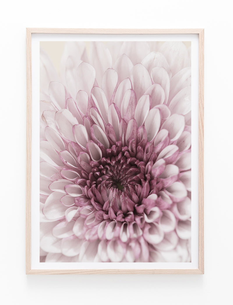 Pink Chrysanthemum