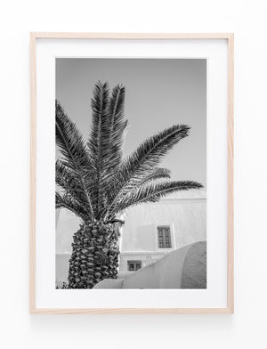 Santorini Palm II