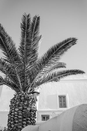 Santorini Palm II