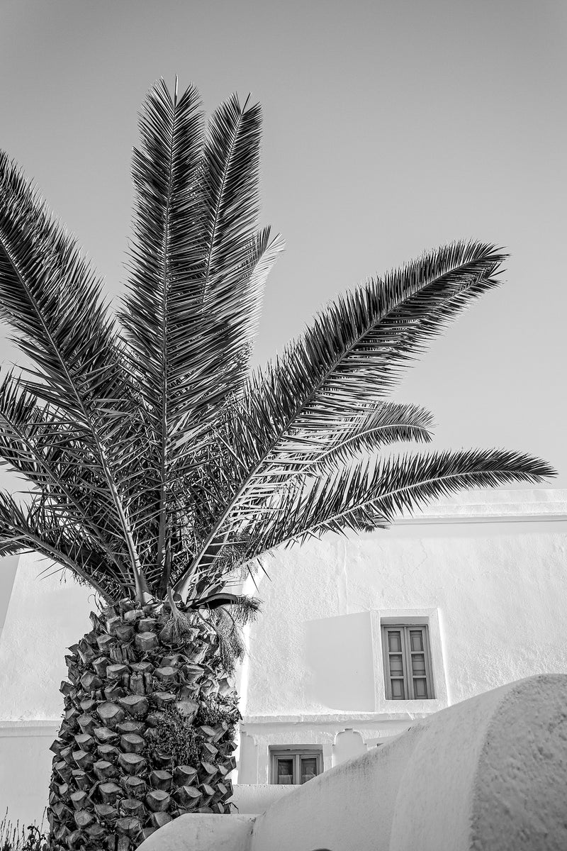 Santorini Palm II