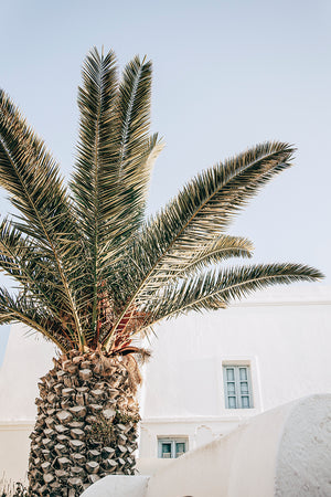 Santorini Palm