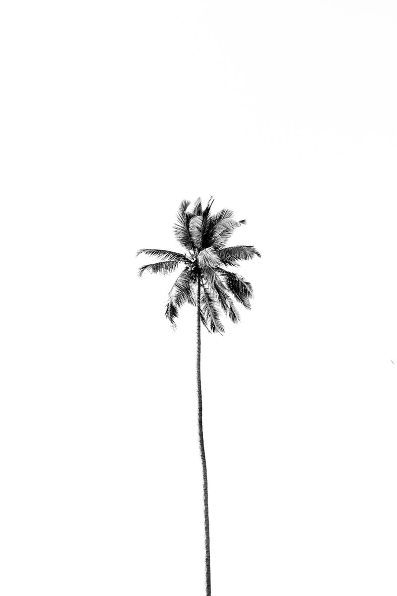 Single Palm II