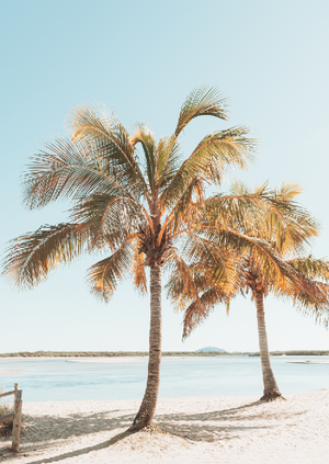 Cotton Tree Palms