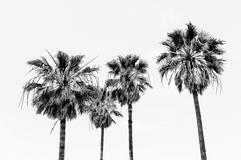 Tribe of Palms
