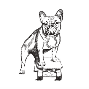 Skating French Bulldog