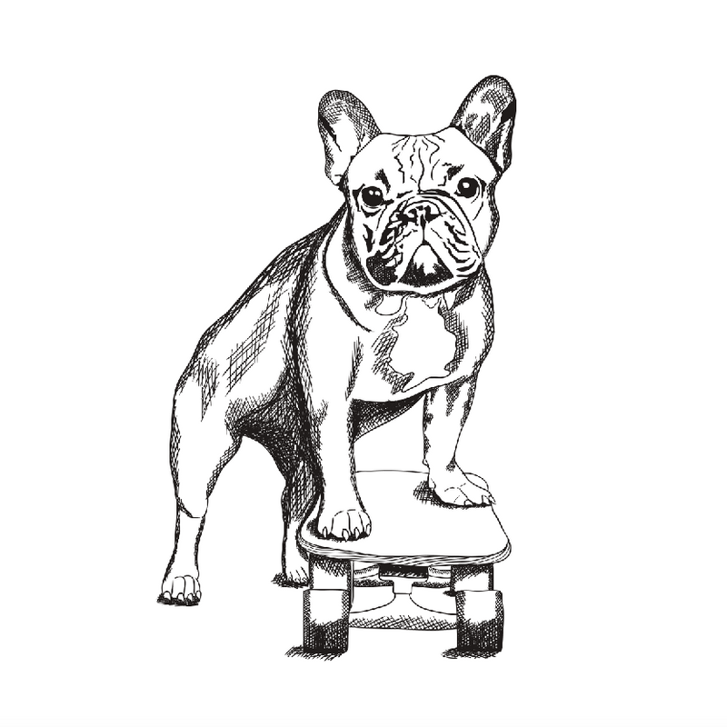 Skating French Bulldog