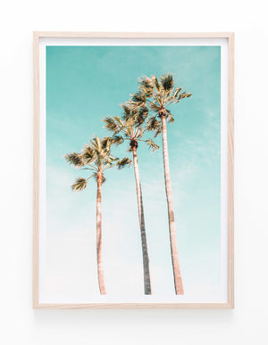 Turquoise Palms