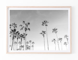 Venice Beach Palms II