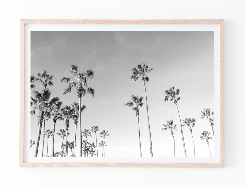 Venice Beach Palms II