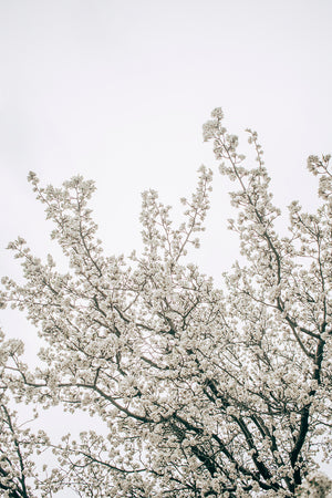 White Blossom Tree II