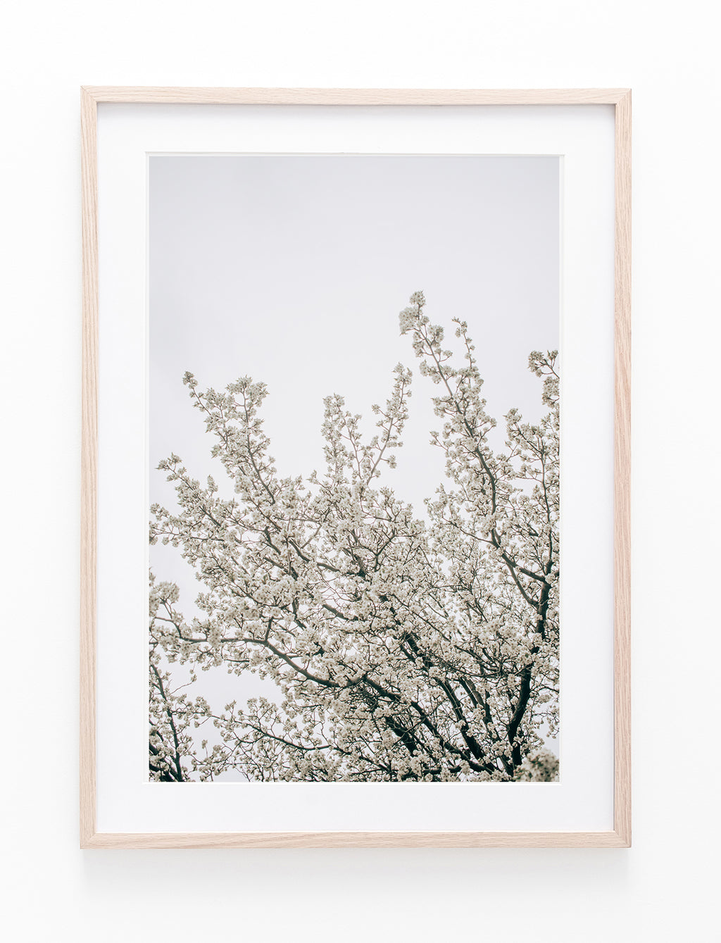 White Blossom Tree II