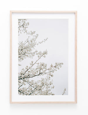 White Blossom Tree