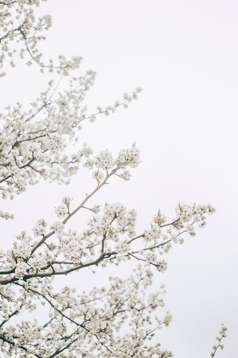 White Blossom Tree