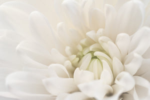 White Chrysanthemum