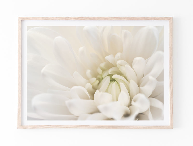 White Chrysanthemum